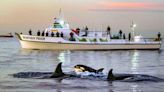 Orcas are attacking ships again. Here's a history of the practice