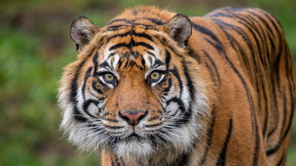 Sumatran tiger at Point Defiance Zoo and Aquarium euthanized