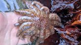 25 endangered sunflower sea stars discovered in Yaquina Bay on Oregon Coast