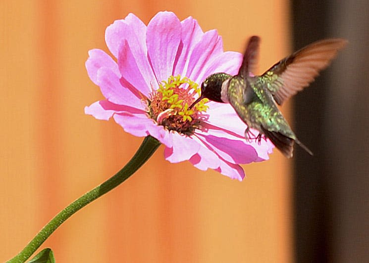 When do hummingbirds leave NJ? Learn more about their migration