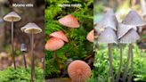 Genomic Innovation in the Arctic: How Mycena Mushrooms Adapt and Thrive
