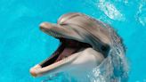 Bird flu reported in Florida dolphin