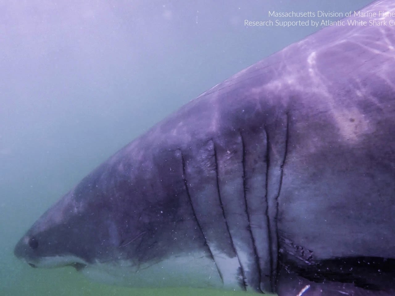 First 2024 sighting of white shark in Mass. confirmed by conservancy