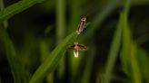 Why fireflies are only spotted flying around in the summer