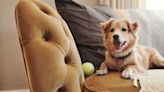 Keep pet fur and odours at bay with expert's guide to clean and fresh home