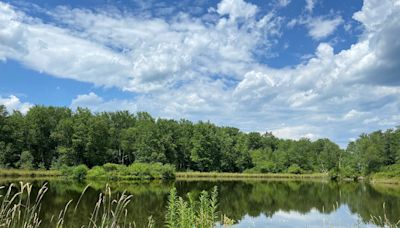 Tree planting, painting, more scheduled at Van Scott Nature Reserve near Beach Lake