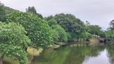 海檬果白花盛放 南港公園山水映襯如詩如畫 | 蕃新聞