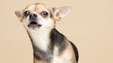 Woman’s Sweet Song for Her Chihuahua Turns Into Adorable Duet