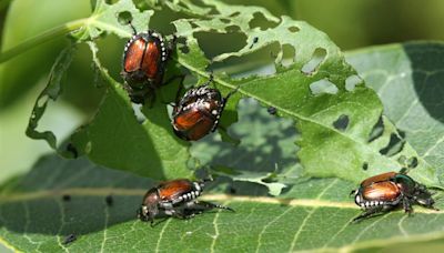 Japanese beetles are back in Kentucky. Here's how to get rid of them