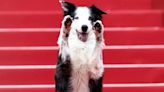 Dog ‘Messi’ Wins Hearts on Cannes Film Festival 2024 Red Carpet