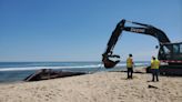 Endangered whale found dead at Brooklyn cruise port was likely struck by ship