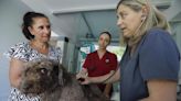 Veterinarios cordobeses instan a proteger a los perros ante el auge de la leishmaniosis