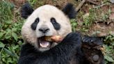 Pair of giant pandas set to travel from China to San Diego Zoo under conservation partnership