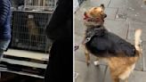 Woman Adopts Dog Who's Afraid Of Men, But Watch When She Sees Her Boyfriend