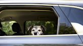 U.S. relaxes planned regulations for dogs crossing border from rabies-free countries