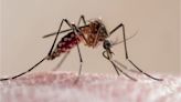 West Nile Virus detected in more mosquitos in Clark County after additional sampling