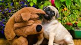 Pug Puppy Has Best Disguise To Hide From the Landlord