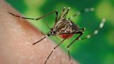 Idean un "mapamundi" interactivo de los mosquitos para ayudar a combatir la malaria