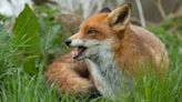Rabid fox confirmed in Gainesville by Hall County Government