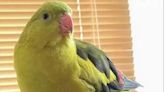 Scots parrot 'Jobby' missing from Glasgow home leaving owner heartbroken