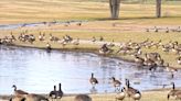 Blame the geese as E. coli close beaches