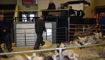 Sheep of all classes prove good to sell in Ayr