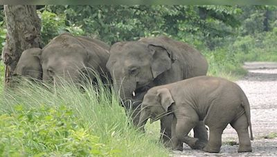 'Awesome Assam' expecting a spike in tourist footfalls as Manas National Park reopens - CNBC TV18