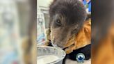 Appalachian Bear Rescue takes in fourth injured cub in a row