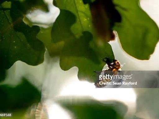 NC: Brood XIX Cicadas Have Emerged In North Carolina