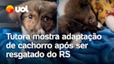 Tutora mostra adaptação de cachorro resgatado do Rio Grande do Sul e vídeo viraliza