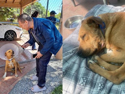 Así es la nueva vida de Juanchito, el perrito tijuanense abandonado por Caffenio y adoptado por la hija de Julio César Chávez