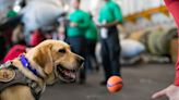 Doggone deployment: Navy carriers em-‘bark’ mental health pups