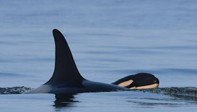 Is B.C.’s precarious resident orca population swimming a path to extinction?