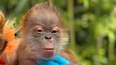 Critically Endangered Orangutan Gives Birth at California Zoo — See Her Adorable Baby!