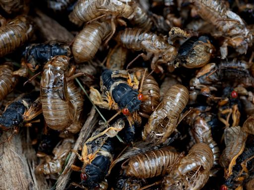 Rare blue-eyed cicada spotted during 2024 emergence at suburban Chicago arboretum