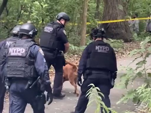 Police searching for suspect after sunbathing woman sexually assaulted in Central Park