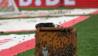 Vor Bayern-Spiel: Bienenschwarm im Stuttgarter Stadion