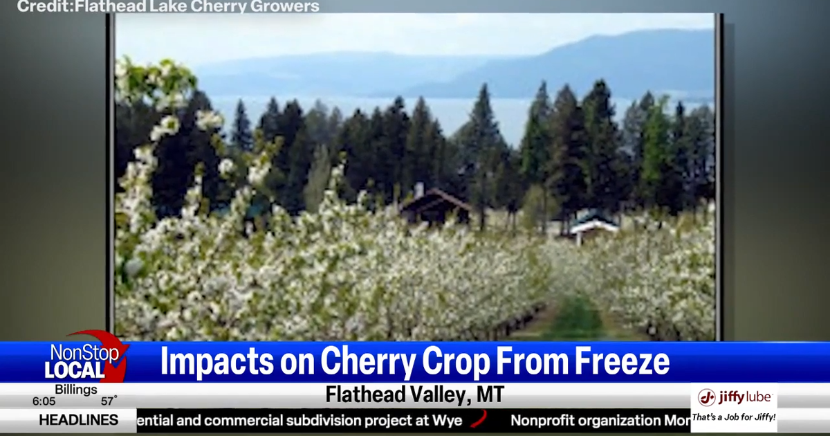 Flathead cherry freeze impacts summer business