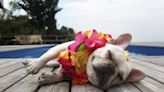 The travel industry is waking up to pet parents’ $259 billion annual budget as hotels, restaurants, and tours cater to our four-legged friends