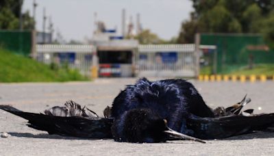 Enfermedades, aves muertas y empleos: los efectos de la refinería de Tula