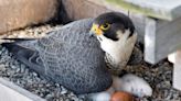 The Providence Peregrine camera is back on. Watch the nest on the Superman building.