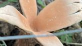 Rare hissing mushroom known as the "Devil's Cigar" spotted at Texas park