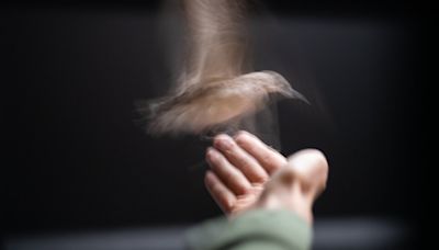 What Flying in a Wind Tunnel Reveals About Birds