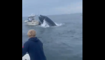 Video shows whale capsizing boat off NH coast