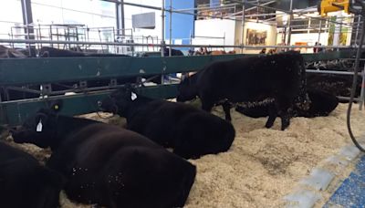 Los cabañeros, como una gran familia, se encargan del bienestar animal antes de la competencia en la rural