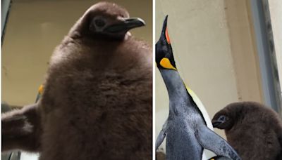 Move Over Baby Hippo, Adorable Penguin Pesto Is The Internet's New Obsession - News18