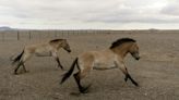 Przewalski-Pferde aus Berlin werden in der kasachischen Steppe angesiedelt