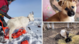 AROUND ALASKA: Sheep, Puppies, and Baby Reindeer!