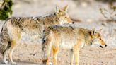Tests show suspected wolves in Nevada were coyotes