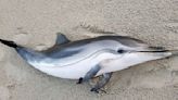 Striped dolphin known to frequent tropical regions washes up on Hampton Beach in New Hampshire